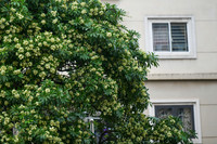 Hà Nội nồng nàn hương hoa sữa
