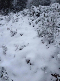 Băng tuyết trắng xóa tại miền Tây xứ Nghệ ảnh 2 Băng tuyết trắng xóa tại miền Tây xứ Nghệ ảnh 2