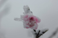 Băng tuyết trắng xóa tại miền Tây xứ Nghệ ảnh 10 Băng tuyết trắng xóa tại miền Tây xứ Nghệ ảnh 10