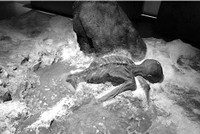 Giải mã bí mật về xác ướp băng ở Siberia ảnh 2