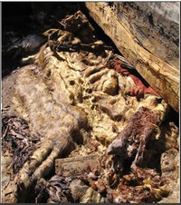 Giải mã bí mật về xác ướp băng ở Siberia ảnh 1