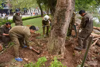 Chặt hạ 3 cây sưa đỏ chết khô ven hồ Gươm