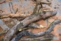 Chặt hạ 3 cây sưa đỏ chết khô ven hồ Gươm