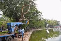 Chặt hạ 3 cây sưa đỏ chết khô ven hồ Gươm