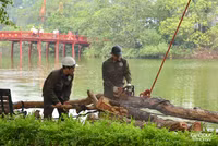Chặt hạ 3 cây sưa đỏ chết khô ven hồ Gươm