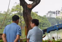 Chặt hạ 3 cây sưa đỏ chết khô ven hồ Gươm
