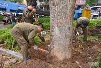 Chặt hạ 3 cây sưa đỏ chết khô ven hồ Gươm