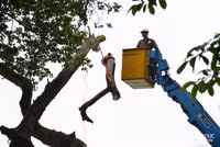 Chặt hạ 3 cây sưa đỏ chết khô ven hồ Gươm