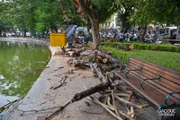 Chặt hạ 3 cây sưa đỏ chết khô ven hồ Gươm