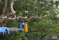 Chặt hạ 3 cây sưa đỏ chết khô ven hồ Gươm