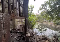 Cứu hộ cá thể gấu cuối cùng của tỉnh Hải Dương