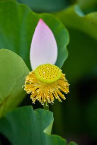 Ngắm đầm sen lâu năm bung nở giữa lòng Hà Nội