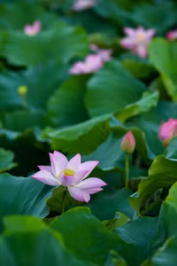 Ngắm đầm sen lâu năm bung nở giữa lòng Hà Nội