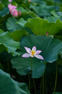 Ngắm đầm sen lâu năm bung nở giữa lòng Hà Nội