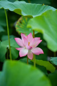 Ngắm đầm sen lâu năm bung nở giữa lòng Hà Nội