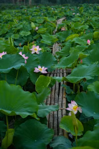 Ngắm đầm sen lâu năm bung nở giữa lòng Hà Nội