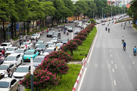 Ngắm hoa tường vi cánh mỏng tại con đường đẹp nhất Thủ đô