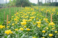 Làng hoa Tây Tựu khoe sắc đón xuân sang ảnh 5 Làng hoa Tây Tựu khoe sắc đón xuân sang ảnh 5