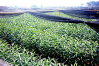 Làng hoa Tây Tựu khoe sắc đón xuân sang ảnh 11 Làng hoa Tây Tựu khoe sắc đón xuân sang ảnh 11