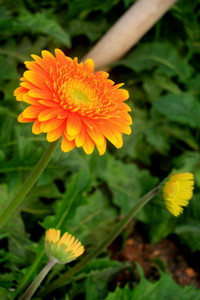 Làng hoa Tây Tựu khoe sắc đón xuân sang ảnh 9 Làng hoa Tây Tựu khoe sắc đón xuân sang ảnh 9