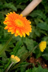 Làng hoa Tây Tựu khoe sắc đón xuân sang ảnh 9 Làng hoa Tây Tựu khoe sắc đón xuân sang ảnh 9