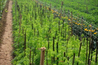 Làng hoa Tây Tựu khoe sắc đón xuân sang ảnh 12 Làng hoa Tây Tựu khoe sắc đón xuân sang ảnh 12