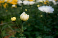 Làng hoa Tây Tựu khoe sắc đón xuân sang ảnh 7 Làng hoa Tây Tựu khoe sắc đón xuân sang ảnh 7