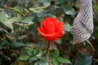 Làng hoa Tây Tựu khoe sắc đón xuân sang ảnh 3 Làng hoa Tây Tựu khoe sắc đón xuân sang ảnh 3