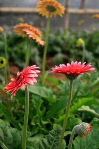 Làng hoa Tây Tựu khoe sắc đón xuân sang ảnh 10 Làng hoa Tây Tựu khoe sắc đón xuân sang ảnh 10