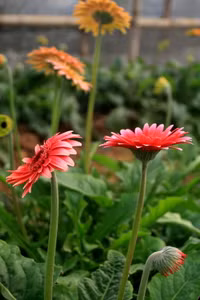 Làng hoa Tây Tựu khoe sắc đón xuân sang ảnh 10 Làng hoa Tây Tựu khoe sắc đón xuân sang ảnh 10