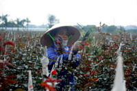 Làng hoa Tây Tựu khoe sắc đón xuân sang ảnh 2 Làng hoa Tây Tựu khoe sắc đón xuân sang ảnh 2