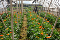 Làng hoa Tây Tựu khoe sắc đón xuân sang ảnh 8 Làng hoa Tây Tựu khoe sắc đón xuân sang ảnh 8