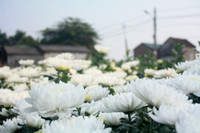 Làng hoa Tây Tựu khoe sắc đón xuân sang ảnh 6 Làng hoa Tây Tựu khoe sắc đón xuân sang ảnh 6