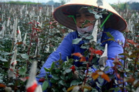 Làng hoa Tây Tựu khoe sắc đón xuân sang ảnh 4 Làng hoa Tây Tựu khoe sắc đón xuân sang ảnh 4