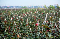 Làng hoa Tây Tựu khoe sắc đón xuân sang ảnh 1 Làng hoa Tây Tựu khoe sắc đón xuân sang ảnh 1