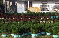 Thừa thiên Huế: Hơn 40.000 chậu cúc chuẩn bị cho thị trường hoa Tết ảnh 3