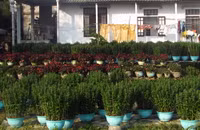 Thừa thiên Huế: Hơn 40.000 chậu cúc chuẩn bị cho thị trường hoa Tết ảnh 3 Thừa thiên Huế: Hơn 40.000 chậu cúc chuẩn bị cho thị trường hoa Tết ảnh 3