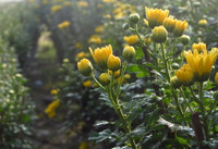 Thừa thiên Huế: Hơn 40.000 chậu cúc chuẩn bị cho thị trường hoa Tết ảnh 4