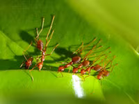 Những món ăn kinh dị nhất thế giới ảnh 7