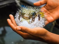 Những món ăn kinh dị nhất thế giới ảnh 5