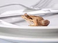 Những món ăn kinh dị nhất thế giới ảnh 3