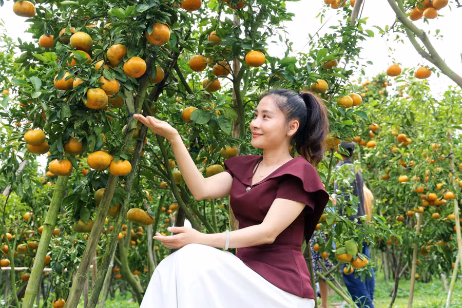Du khách hào hứng lưu lại những khoảnh khắc đẹp giữa không gian vườn quýt chín vàng.