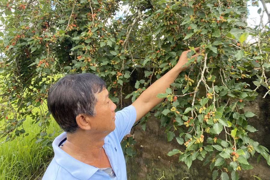 Đời sống hộ nghèo vùng Bảy Núi từng bước cải thiện nhờ các chính sách, mô hình giảm nghèo. Ảnh: Hoàng Lê.