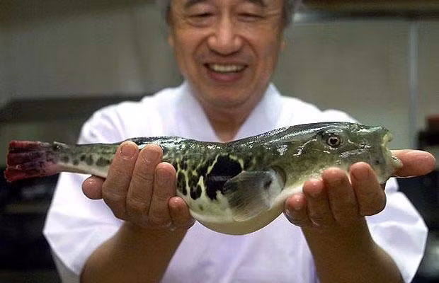 Fugu – Japan Certainly not as repugnant as some of the other dishes on our menu, fugu – or puffer fish – has nevertheless become a notorious delicacy thanks to the fact that eating it can be fatal unless it is properly prepared. The fish’s liver, ovaries and skin contains large amounts of the poison tetrodotoxin and there is no known antidote. 