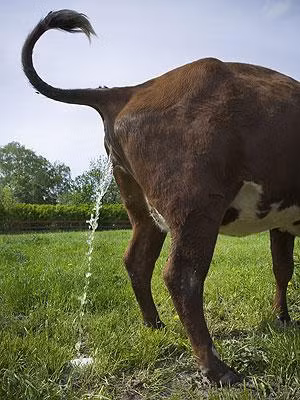 Cow urine – India Believed by many Hindus to possess therapeutic value, cow urine is sold in India alongside milk and yogurt. Earlier this year, one research centre in the holy city of Haridwar announced plans to launch a new cola to rival Pepsi and Coke – made entirely from this bovine by-product. 
