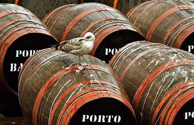 Seagull wine – Arctic Circle Not something you’re likely to find down your local Brakespeares, seagull wine is an invention of Inuits in desperate need of a drink during those cold Arctic nights. Simply stuff a dead seagull (in bits, or whole) into a bottle of water and leave in the sun. Other grim alcoholic drinks include snake wine and vodka sweetened with insects such as bumblebee and locust – both found in Vietnam. 