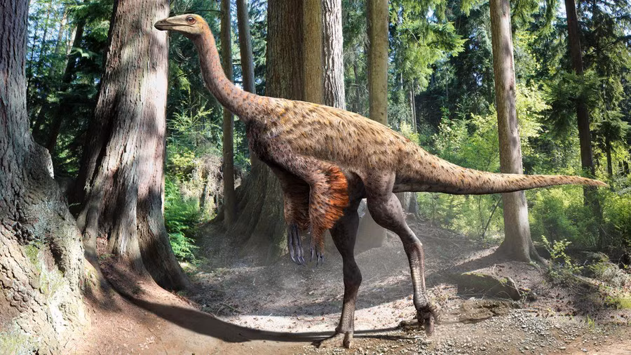 Minh họa về loài Ornithomimus (họ hàng của loài Ornithomimosaurs trong nghiên cứu mới) dựa trên mẫu hóa thạch có lông đuôi và mô mềm. Ảnh: Julius Csotonyi. Minh họa về loài Ornithomimus (họ hàng của loài Ornithomimosaurs trong nghiên cứu mới) dựa trên mẫu hóa thạch có lông đuôi và mô mềm. Ảnh: Julius Csotonyi.