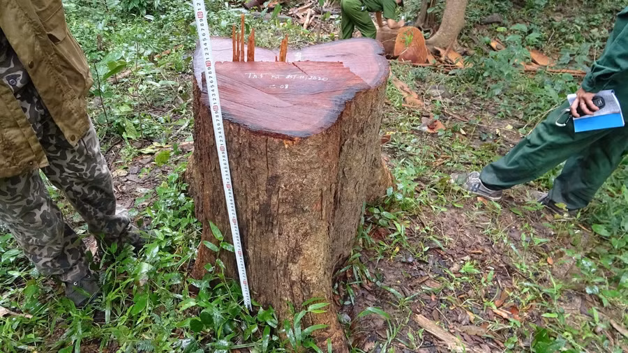 Hiện trường vụ phá rừng.
