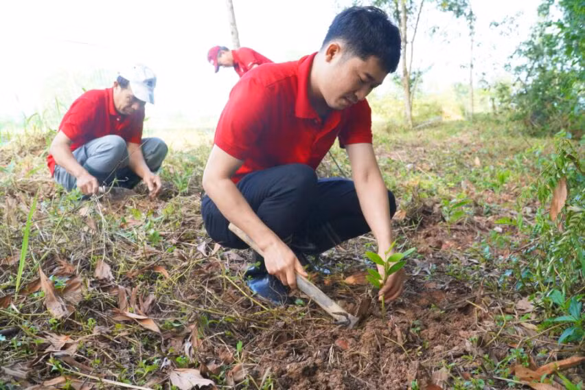 Hàng trăm cây keo đã được trồng quanh khuôn viên trường.