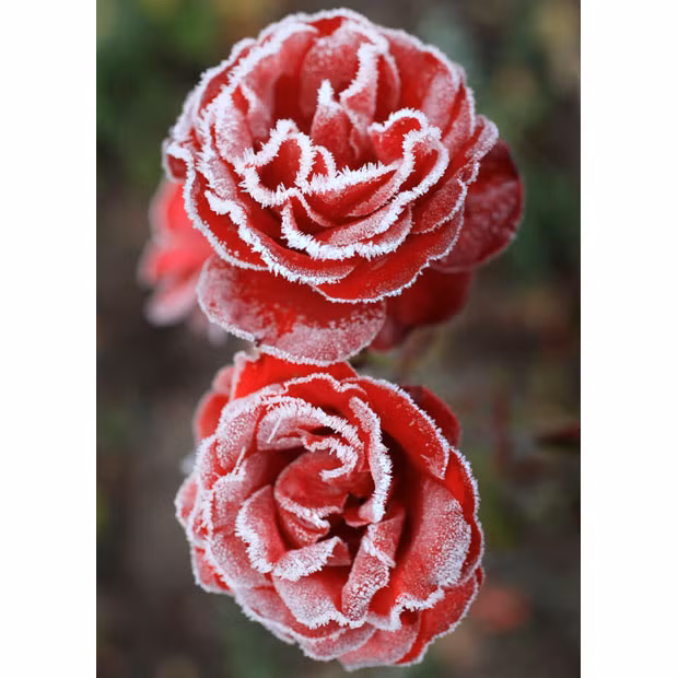 Những hình ảnh ấn tượng tuần qua ảnh 8 The last of the summer roses are dusted with a coating of frost as the first freezing temperatures descend on Britain, in Knutsford, Cheshire